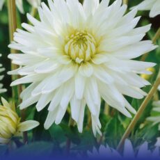 8718641996898 1 Dahlia My Love.jpg